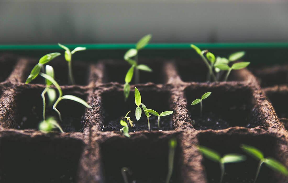 Saving Money While Eating Organic Food